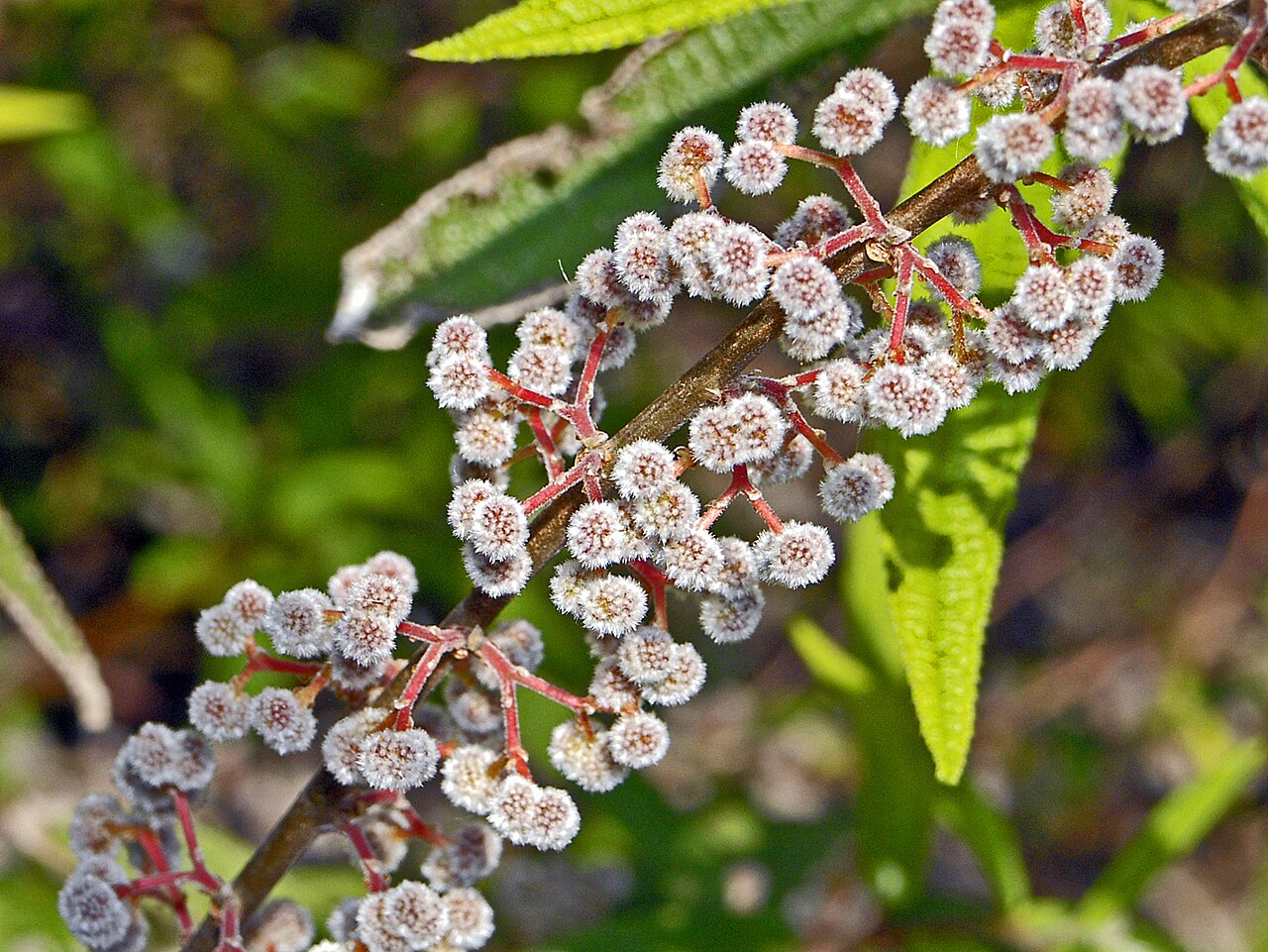 Debregeasia orientalis: Female flowers of Debregeasia orientalis at Villa Durazzo-Pallavicini, Genova Pegli