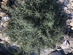 Debregeasia orientalis (Debregeasia orientalis)