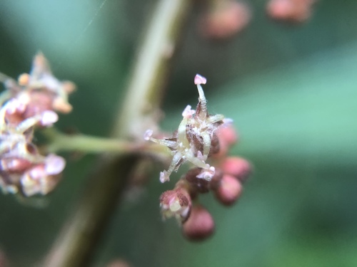 Debregeasia orientalis (Debregeasia orientalis)