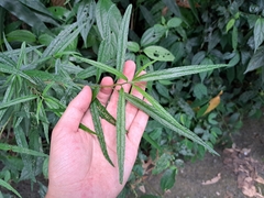 Debregeasia orientalis (Debregeasia orientalis)