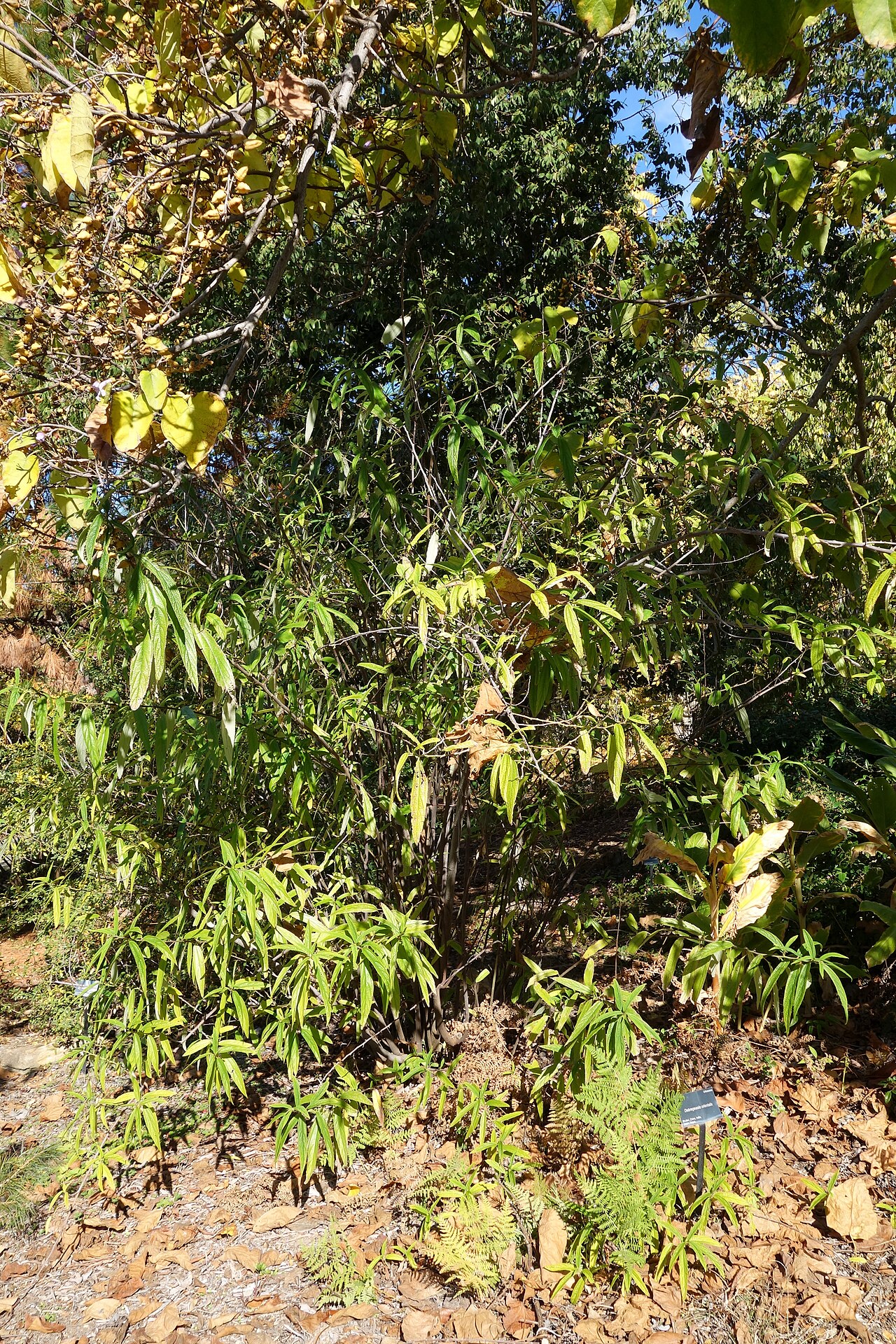 Debregeasia orientalis: Botanical specimen in Quarryhill Botanical Garden, Glen Ellen, California, USA.