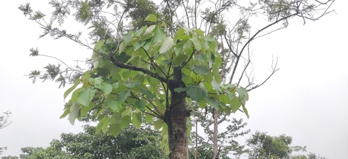 Debregeasia wallichiana (Debregeasia wallichiana)