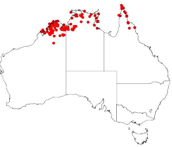 Decaisnina angustata: Decaisnina angustata Occurrence data from AVH downloaded 24 February 2019 using https://doi.org/10.26197/5c7236bbd71ad