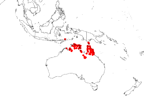 Decaisnina brittenii: Decaisnina brittenii Occurrence data from AVH downloaded 24 February 2019 using https://doi.org/10.26197/5c7236bbd71ad