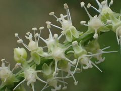 Deeringia amaranthoides (Deeringia amaranthoides)