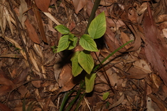 Deeringia amaranthoides (Deeringia amaranthoides)