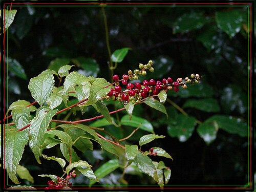 Deeringia amaranthoides: Shrub in rainforest Location: Main Range National park, QLD, Australia Info: plantnet.rbgsyd.nsw.gov.au/cgi-bin/NSWfl.pl?page=nswfl&am...