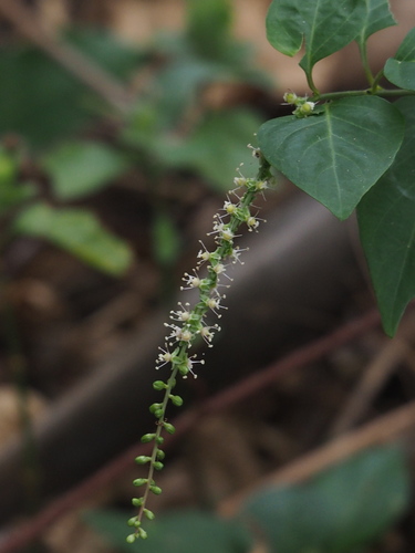 Deeringia amaranthoides (Deeringia amaranthoides)