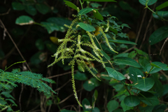 Deeringia amaranthoides (Deeringia amaranthoides)