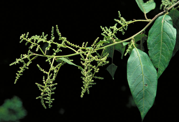 Climbing deeringia: Deeringia arborescens flowers and foliage