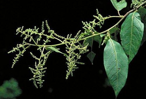 Climbing deeringia: Deeringia arborescens flowers and foliage