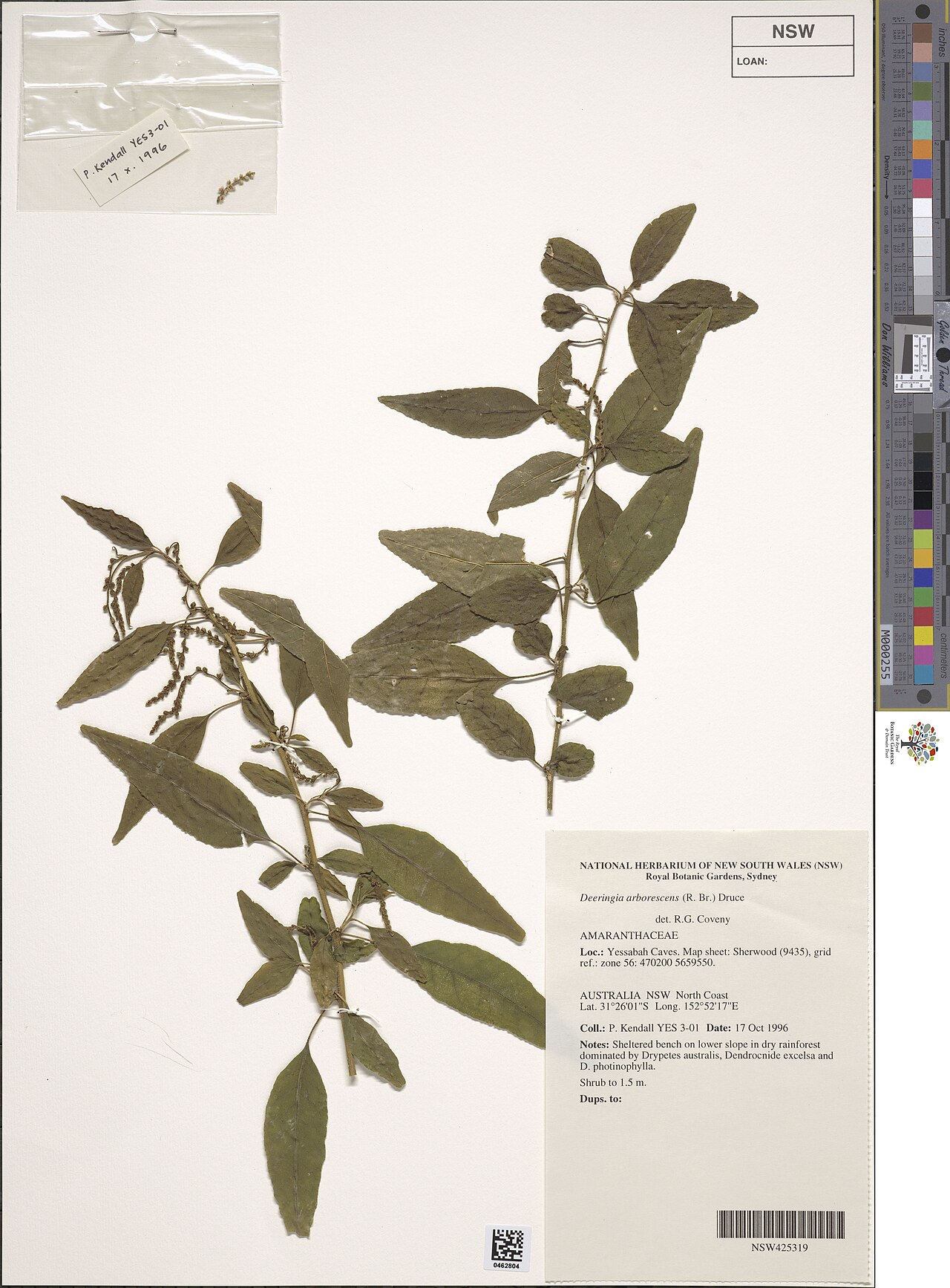 Climbing deeringia: Deeringia arborescens herbarium specimen