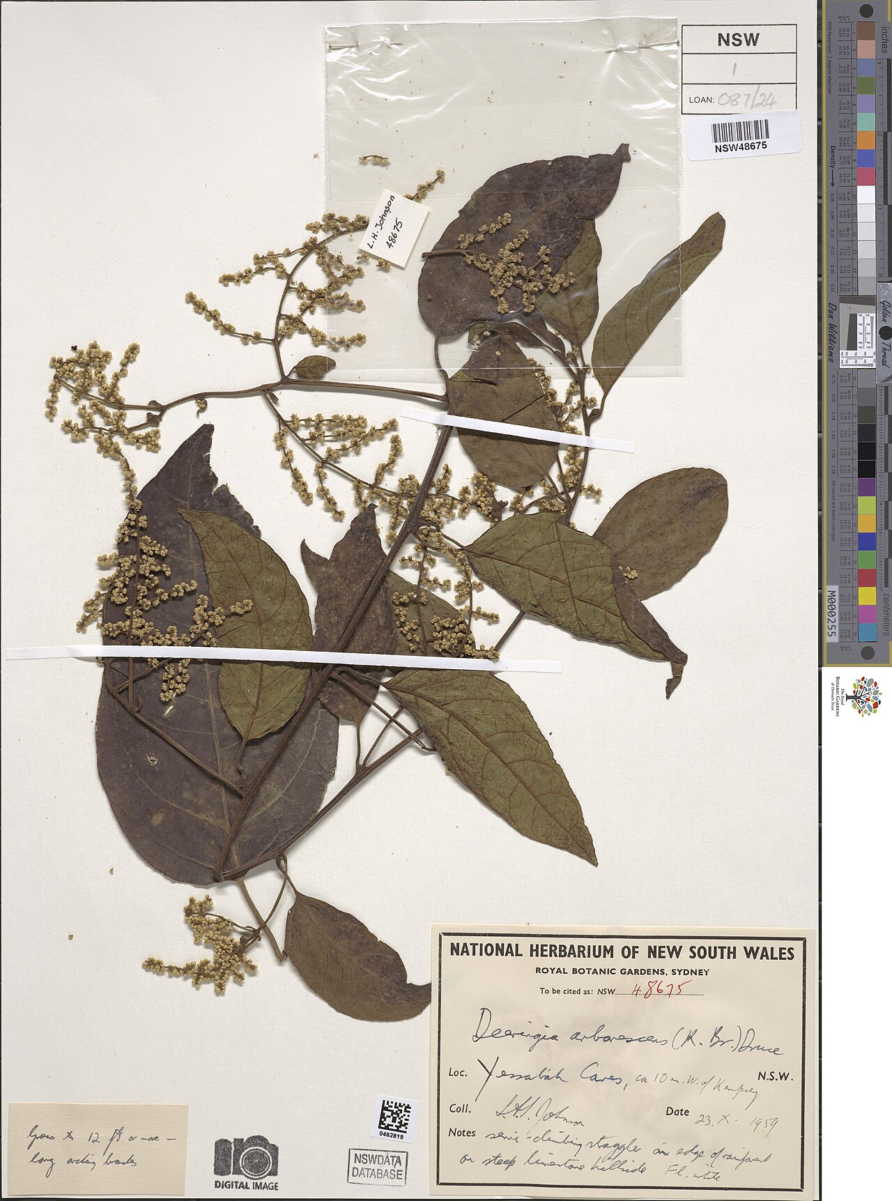 Climbing deeringia: Deeringia arborescens herbarium specimen