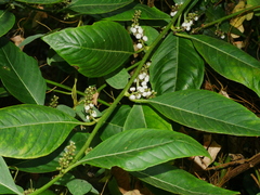 Deeringia polysperma (Deeringia polysperma)