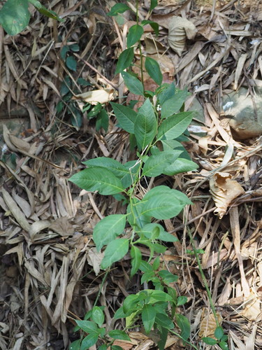 Deeringia polysperma (Deeringia polysperma)
