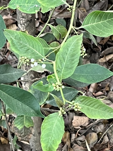 Deeringia polysperma (Deeringia polysperma)