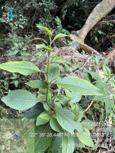 Deeringia polysperma (Deeringia polysperma)