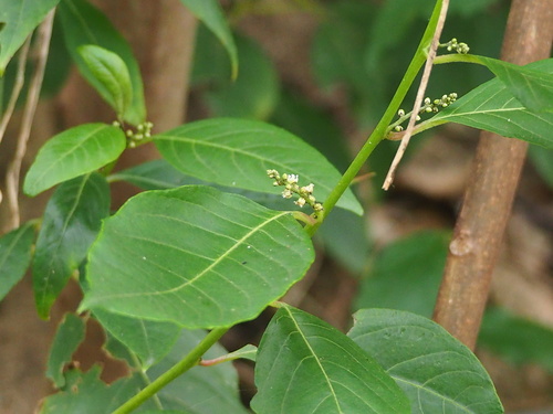 Deeringia polysperma (Deeringia polysperma)