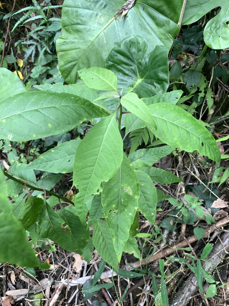 Deeringia polysperma (Deeringia polysperma)