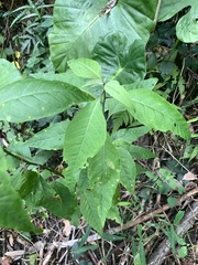 Deeringia polysperma (Deeringia polysperma)
