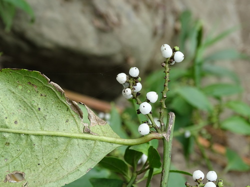 Deeringia polysperma (Deeringia polysperma)
