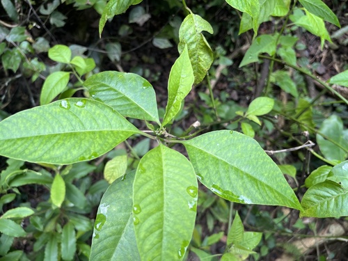 Deeringia polysperma (Deeringia polysperma)