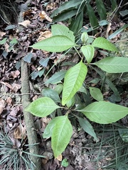 Deeringia polysperma (Deeringia polysperma)