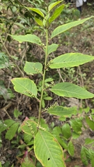 Deeringia polysperma (Deeringia polysperma)