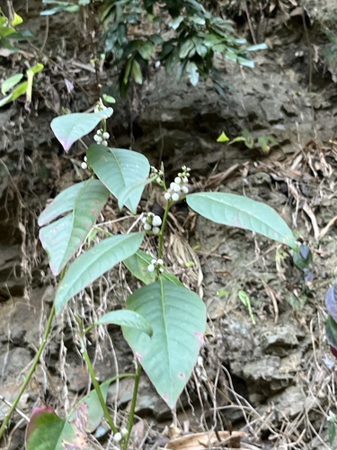 Deeringia polysperma (Deeringia polysperma)