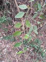 Deeringia polysperma (Deeringia polysperma)