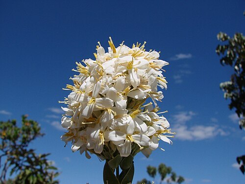 Deianira erubescens: Deianira erubescens - GENTIANACEAE Pirenópolis - GO - Brasil