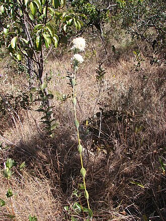 Deianira erubescens: Deianira erubescens - GENTIANACEAE Pirenópolis - GO - Brasil