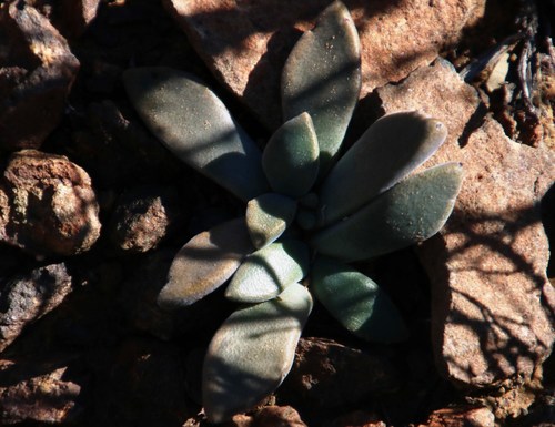 Deilanthe peersii (Deilanthe peersii)