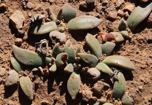 Deilanthe peersii (Deilanthe peersii)