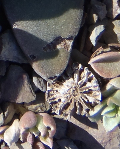 Deilanthe peersii (Deilanthe peersii)