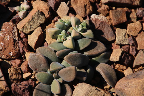 Deilanthe peersii (Deilanthe peersii)