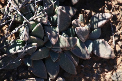 Deilanthe peersii (Deilanthe peersii)