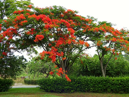 Flamboyant: Acacia roja - Flamboyán