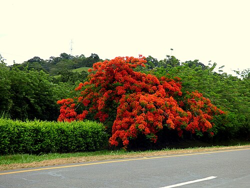 Flamboyant: Acacia roja - Flamboyán