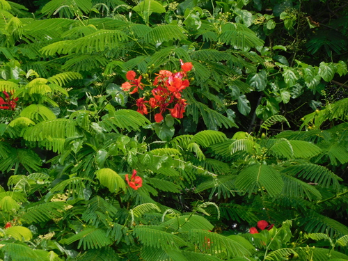 Flamboyant (Delonix regia)