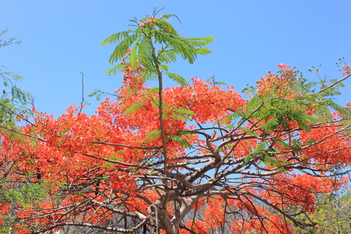 Flamboyant (Delonix regia)