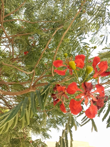 Flamboyant (Delonix regia)
