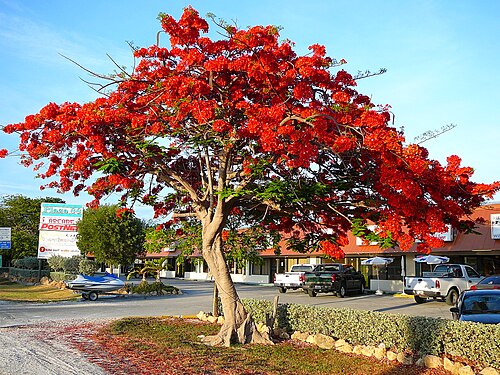 Flamboyant: Royal Poinciana ( D. regia ) in full bloom in the Florida Keys