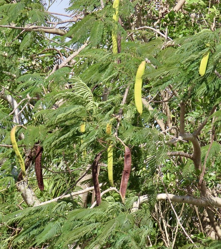 Flamboyant (Delonix regia)
