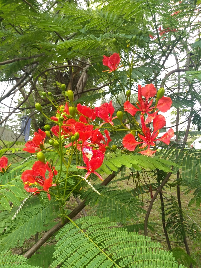 Flamboyant (Delonix regia)