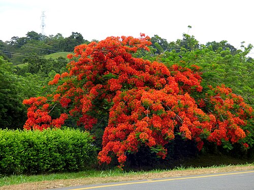 Flamboyant: Acacia roja - Flamboyán