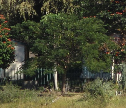 Flamboyant (Delonix regia)