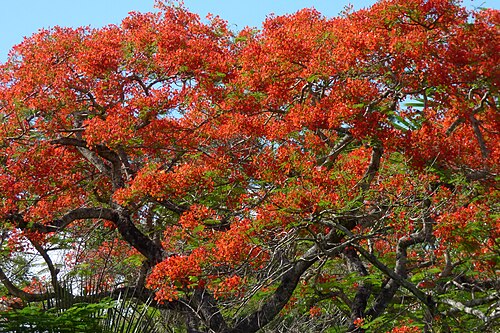 Flamboyant: Acacia roja - Flamboyant