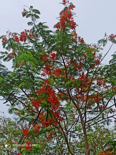 Flamboyant (Delonix regia)
