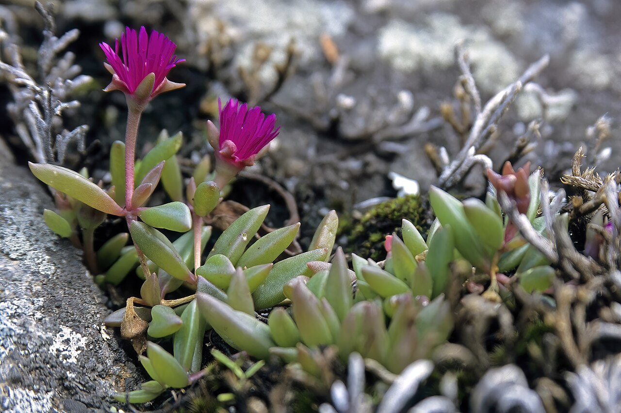 Pondoland cliff-delosperma: Delosperma abbottii (smooth-leaved form), plant in flower; upper edge of cliff, Msikaba River Gorge, Mkambati Game Reserve, Pondoland, Eastern Cape, South Afric